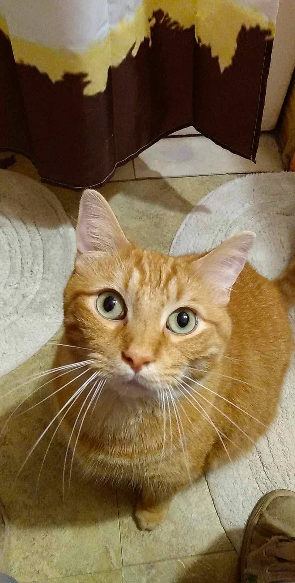 Hobbes is registered to the contest to win money with this photo: carnivore, cat, domestic_short_haired_cat, fawn, felidae, flooring, fur, hardwood, paw, pet_supply, small_to_medium_sized_cats, snout, tail, terrestrial_animal, whiskers, window, wood