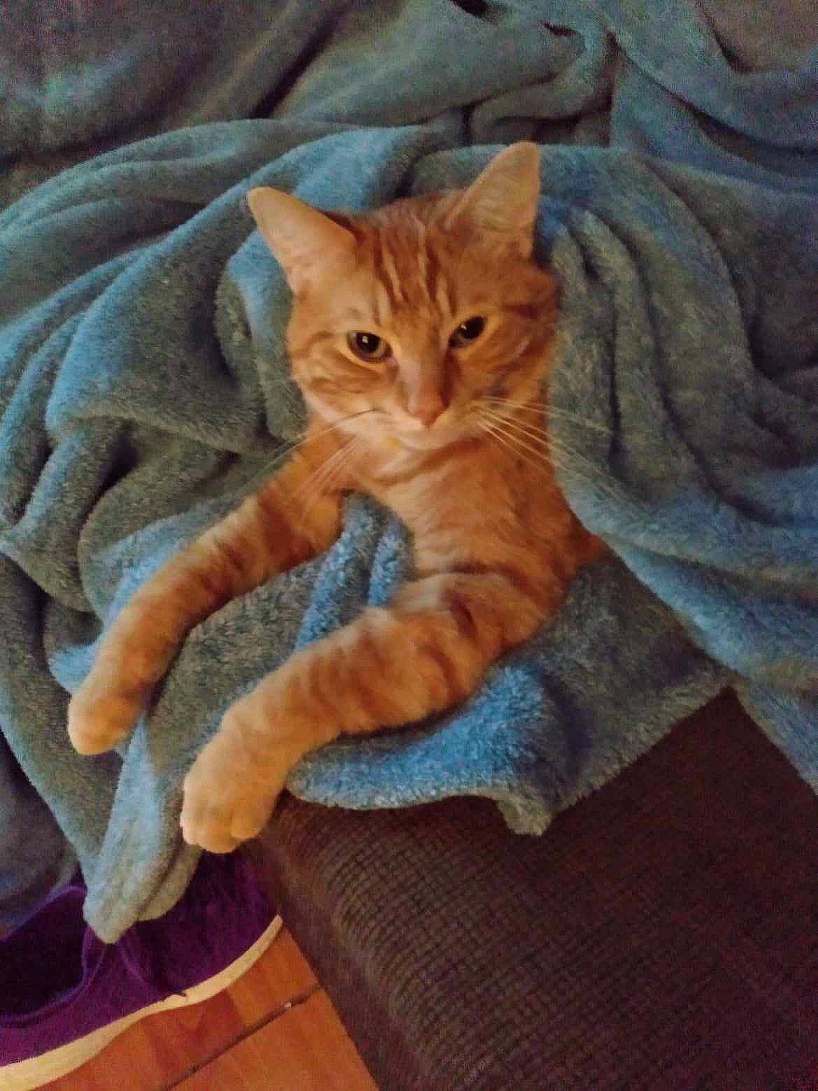 Hobbes is registered to the contest to win money with this photo: carnivore, cat, claw, comfort, domestic_short_haired_cat, electric_blue, eye, fawn, felidae, fur, gesture, hardwood, paw, sitting, small_to_medium_sized_cats, snout, tail, textile, whiskers, wood