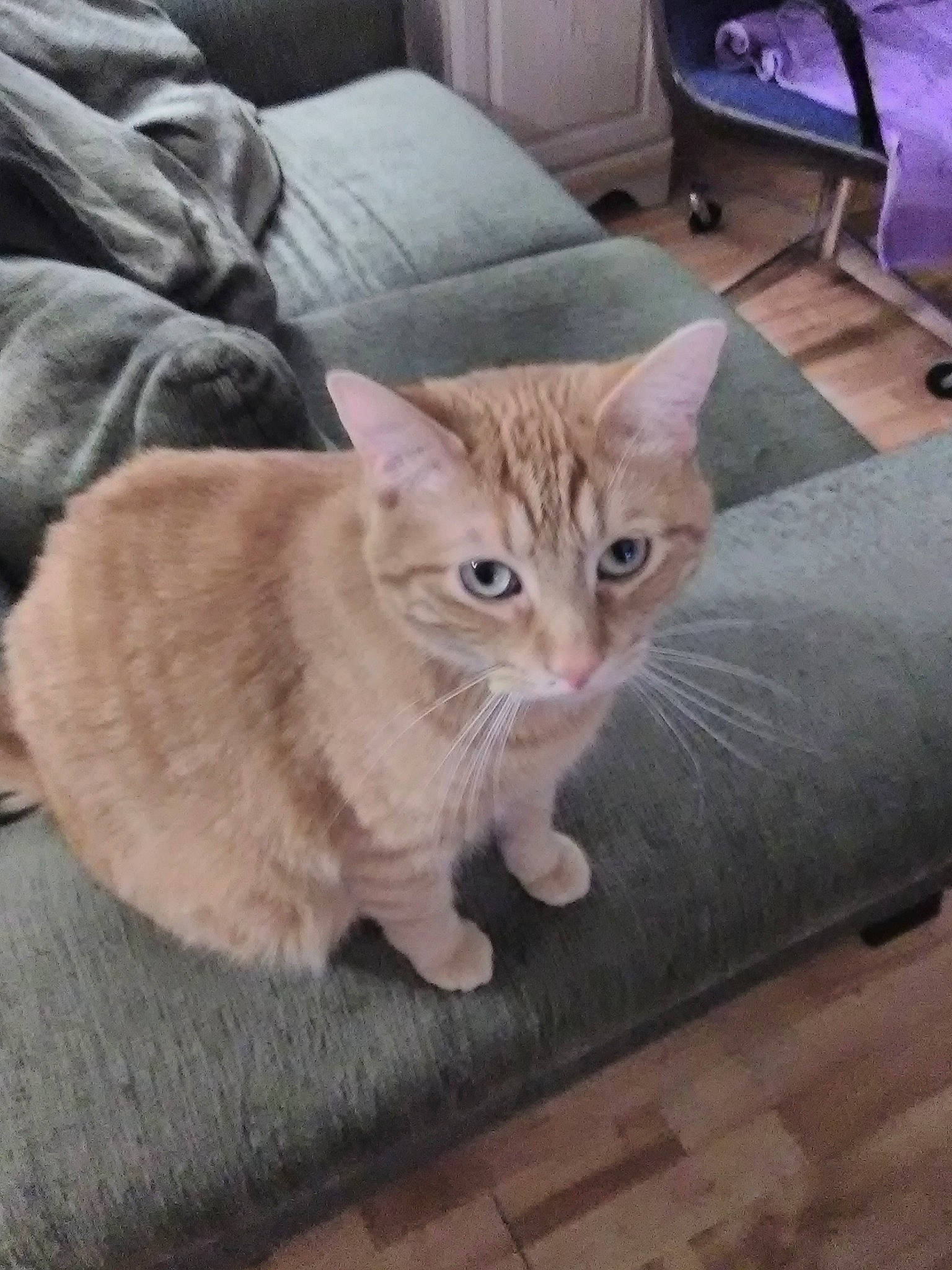 Hobbes is registered to the contest to win money with this photo: carnivore, cat, comfort, couch, domestic_short_haired_cat, fawn, felidae, floor, flooring, fur, grey, hardwood, paw, room, sitting, small_to_medium_sized_cats, snout, tail, whiskers, wood