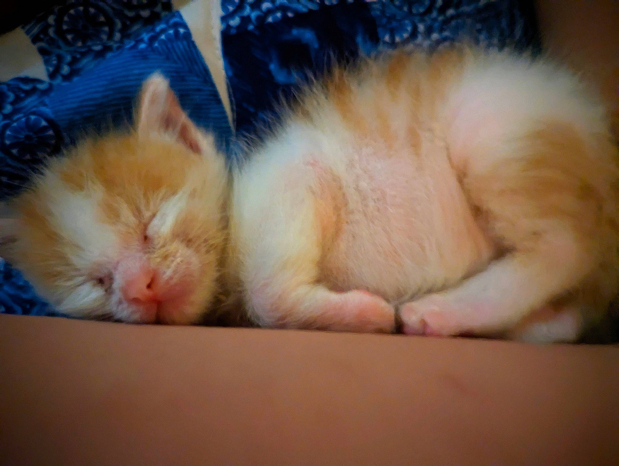 Floyd is registered to the contest to win money with this photo: carnivore, cat, claw, cloud, comfort, domestic_short_haired_cat, fawn, felidae, foot, fur, human_leg, lap, nap, paw, sleep, small_to_medium_sized_cats, snout, tail, whiskers