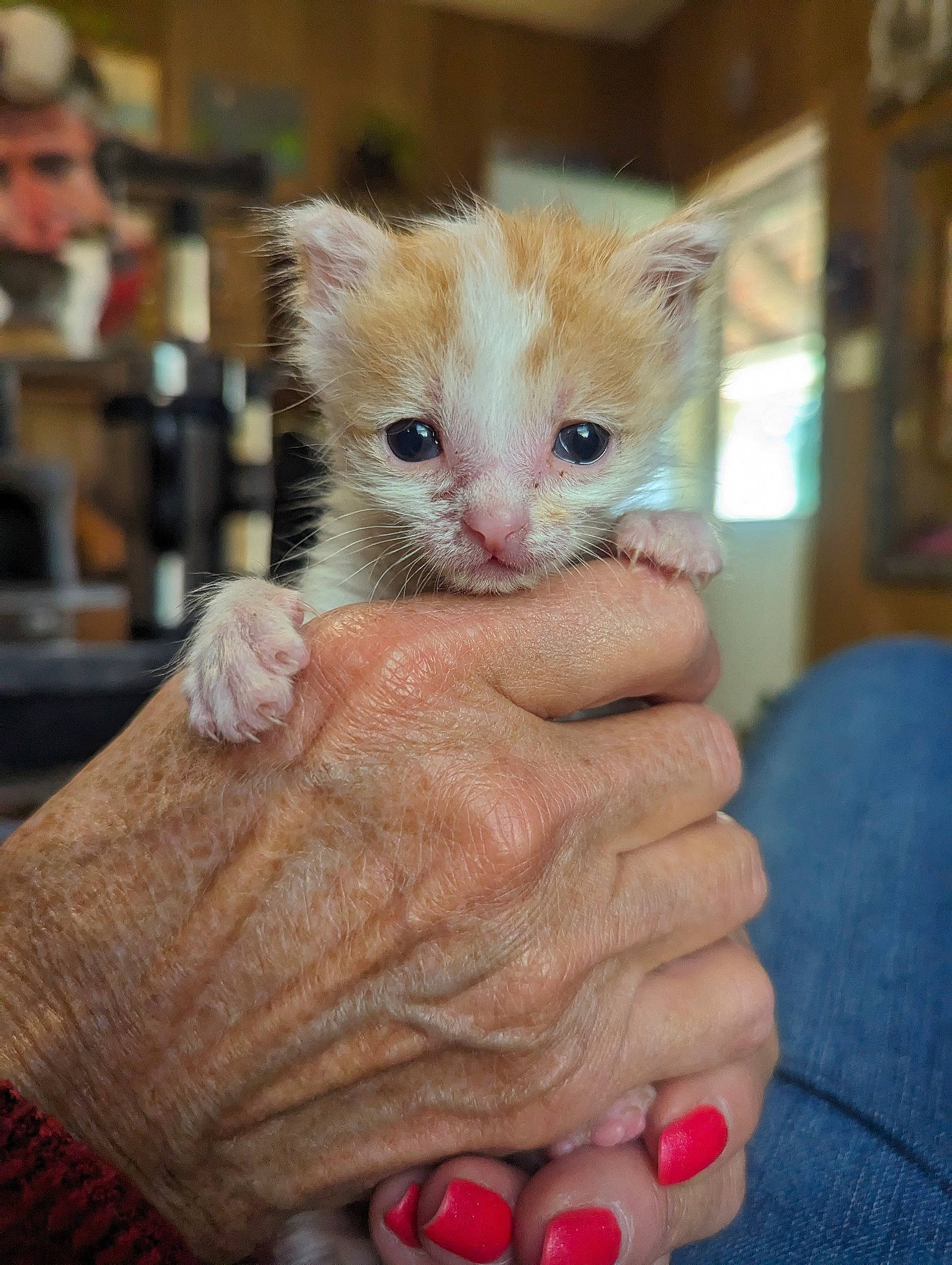 Floyd joined the competition — help win amazing prizes! carmine, carnivore, cat, child, claw, domestic_short_haired_cat, fawn, felidae, finger, foot, fur, gesture, nail, sitting, small_to_medium_sized_cats, thumb, toe, whiskers, wrist