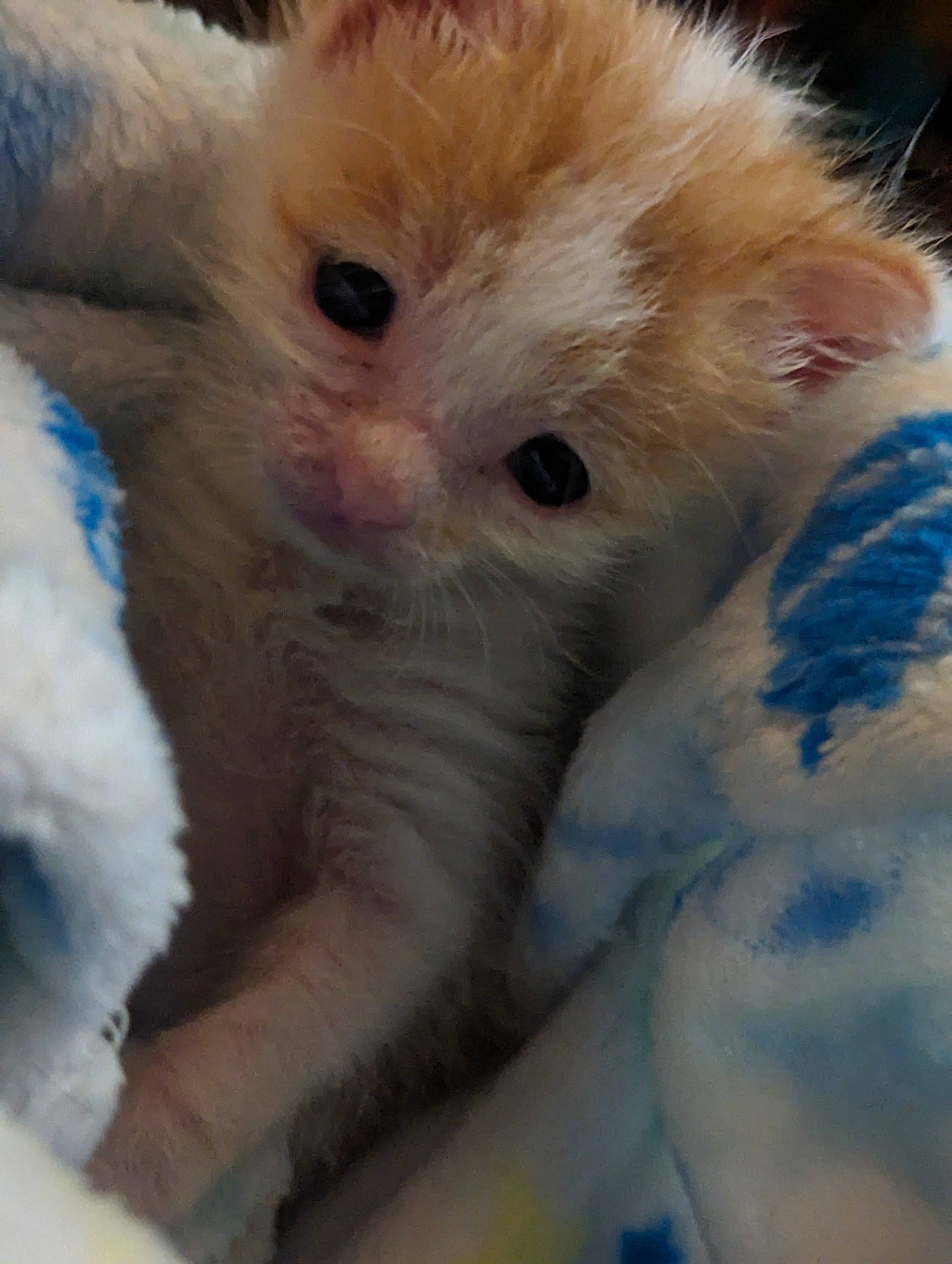 Floyd is registered to the contest to win money with this photo: carnivore, cat, claw, comfort, domestic_short_haired_cat, fawn, felidae, fur, paw, small_to_medium_sized_cats, snout, tail, terrestrial_animal, whiskers