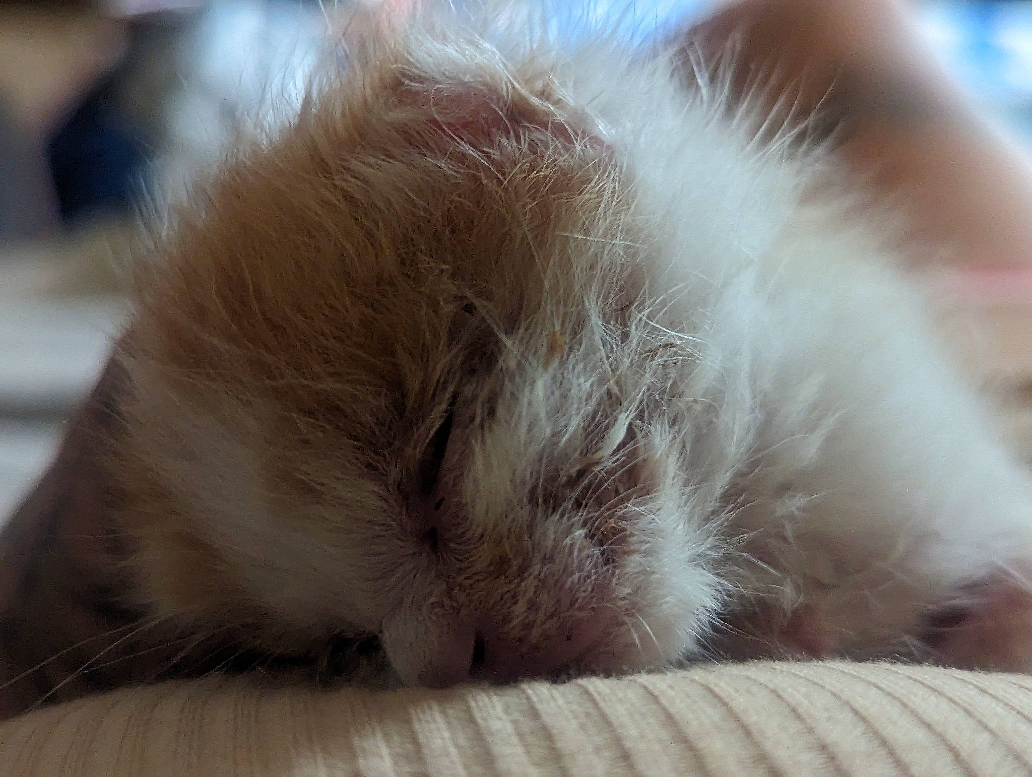 Floyd joined the competition — help win amazing prizes! carnivore, cat, claw, comfort, domestic_short_haired_cat, fawn, felidae, flooring, fur, nap, paw, sleep, small_to_medium_sized_cats, tail, whiskers