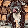 dog, animal, pet, wood, logs, stick, tongue, outdoor, nature, brown, black, white, fur, playful, lying_down, snout, paws, woodpile, background, closeup