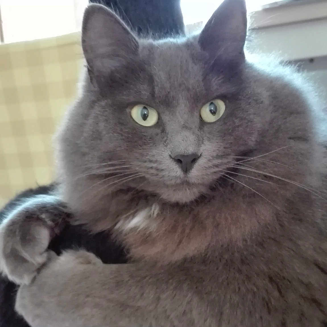 Malina