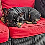 Bruce joined the competition — help win amazing prizes! dog, french_bulldog, pet, animal, couch, red_cushion, wicker_furniture, indoor, relaxed, resting, canine, paw, ears, snout, fur, companion, cute, domestic_animal, portrait, home