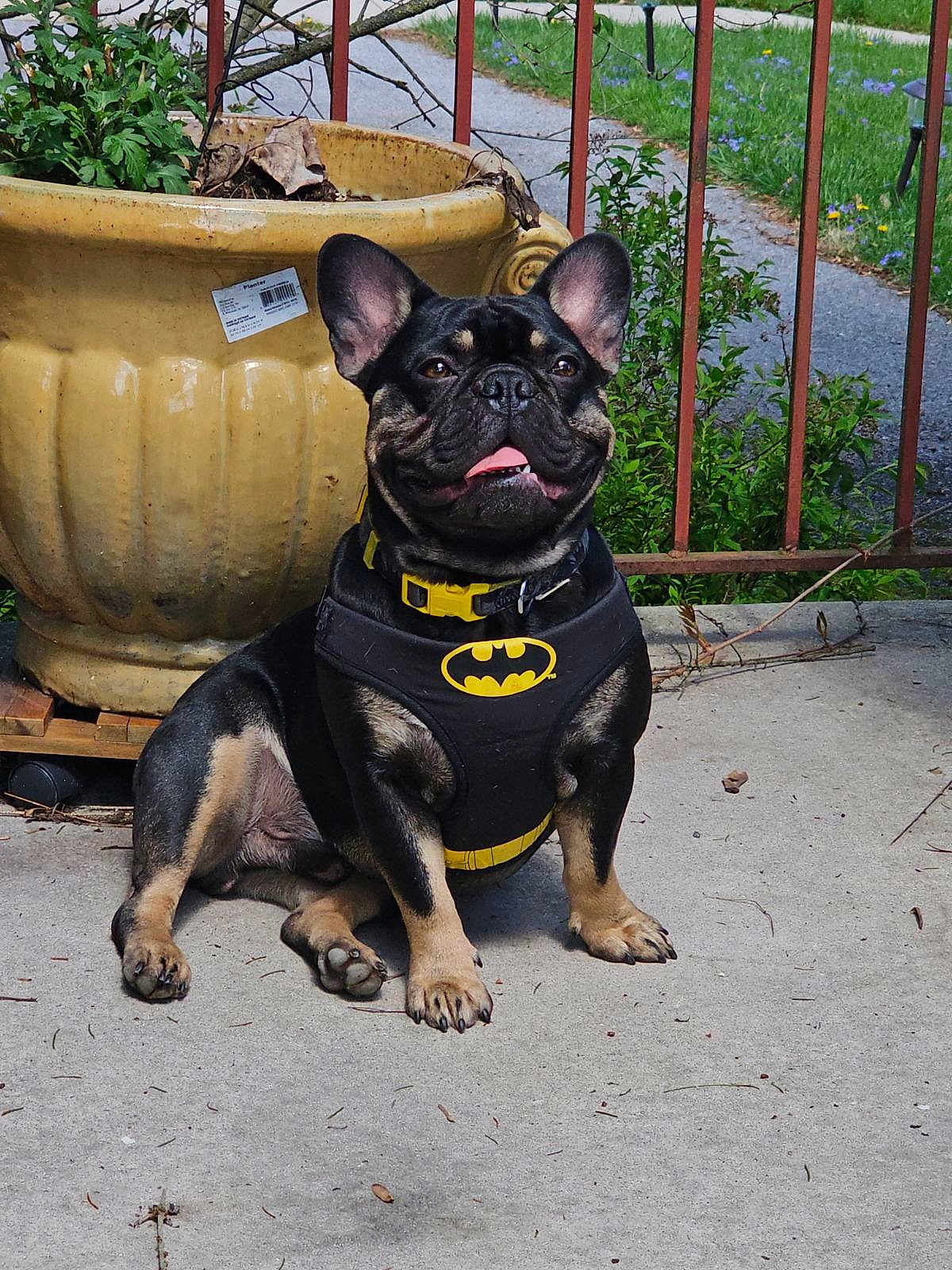 Bruce