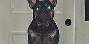 Bruce is registered to the contest to win money with this photo: dog, french_bulldog, pet, indoor, carpet, staircase, door, doorknob, animal, portrait, sitting, looking, flash, glowing_eyes, home, house, mammal, canine, furniture, wall