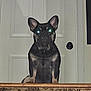 dog, french_bulldog, pet, indoor, carpet, staircase, door, doorknob, animal, portrait, sitting, looking, flash, glowing_eyes, home, house, mammal, canine, furniture, wall