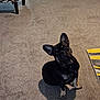 Bruce joined the competition — help win amazing prizes! french_bulldog, dog, pet, indoor, carpet, shadow, chair, rug, floor, animal, cute, sitting, looking_up, ears, black_dog, domestic, companion, home, curious, small_dog
