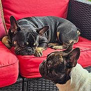 Bruce joined the competition — help win amazing prizes! dog, french_bulldog, sleeping, resting, sofa, cushion, red_cushion, outdoor, pet, companion, curious, black_dog, white_and_black_dog, furniture, woven_sofa, relaxing, animal, cute, domestic_animal, two_dogs