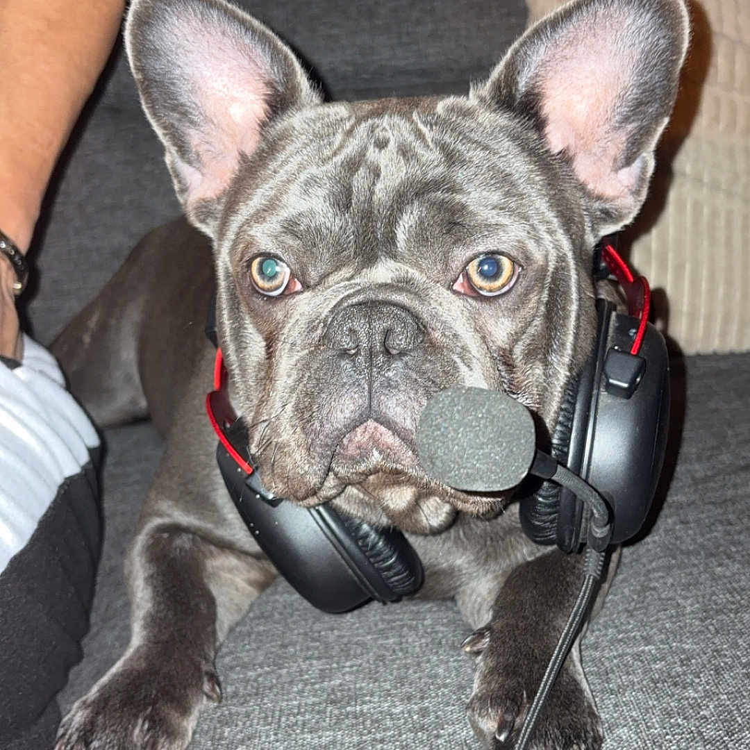Volt participe au concours pour gagner de l'argent avec cette photo : adult, animal, baby, bride, bulldog, canine, couch, dog, electronics, female, frenchbulldog, furniture, headphones, male, man, person, pet, puppy, wedding, woman