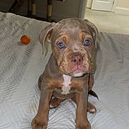Lyla joined the competition — help win amazing prizes! animal, bed, cat_tree, cute, dog, door, floor, front_view, fur, home, indoor, lighter, looking_at_camera, orange_fruit, pet, puppy, sitting, small_animal, white_bedspread, young_dog