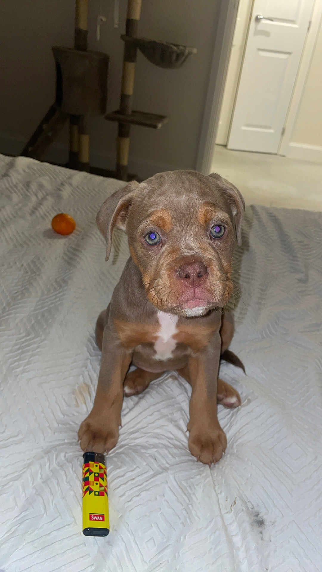 Lyla