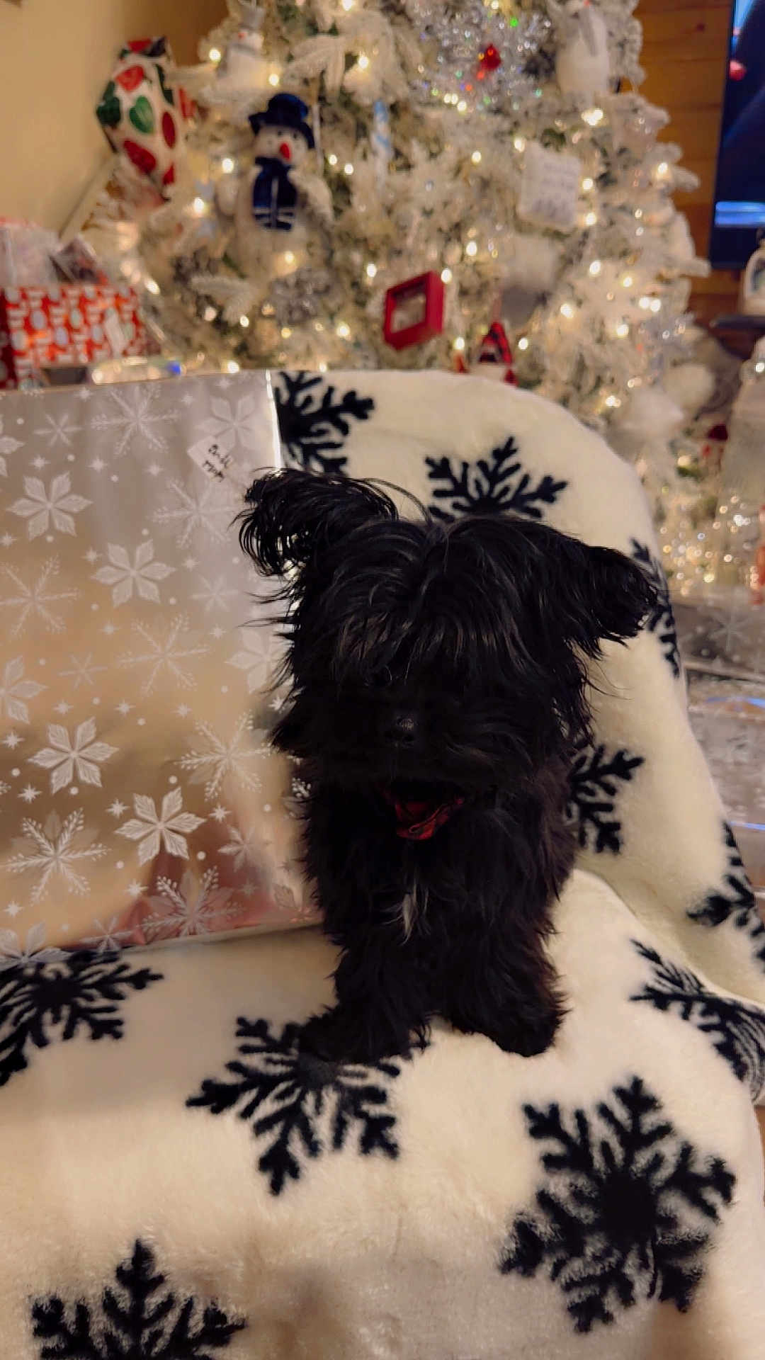 Bear joined the competition — help win amazing prizes! dog, black_dog, fluffy, blanket, snowflake_pattern, christmas_tree, christmas_lights, holiday, gift, wrapped_present, indoor, festive, decorations, ornaments, cozy, fur, pet, sitting, celebration, winter
