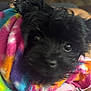 Bear is registered to the contest to win money with this photo: dog, puppy, black_dog, blanket, tie_dye, colorful, pet, close_up, indoor, furry, curious, cozy, couch, legs, human, resting, soft, warm, companion, cute