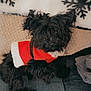 dog, black_dog, sweater, red_sweater, white_trim, fluffy, pet, indoor, couch, blanket, snowflake_pattern, cozy, fur, small_dog, resting, cute, companion, animal, winter, home
