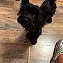dog, black_dog, small_dog, indoor, wooden_floor, pet, footwear, croc, curious, fur, animal, companion, looking_up, flooring, paw, shadow, domestic, cute, pet_owner, home