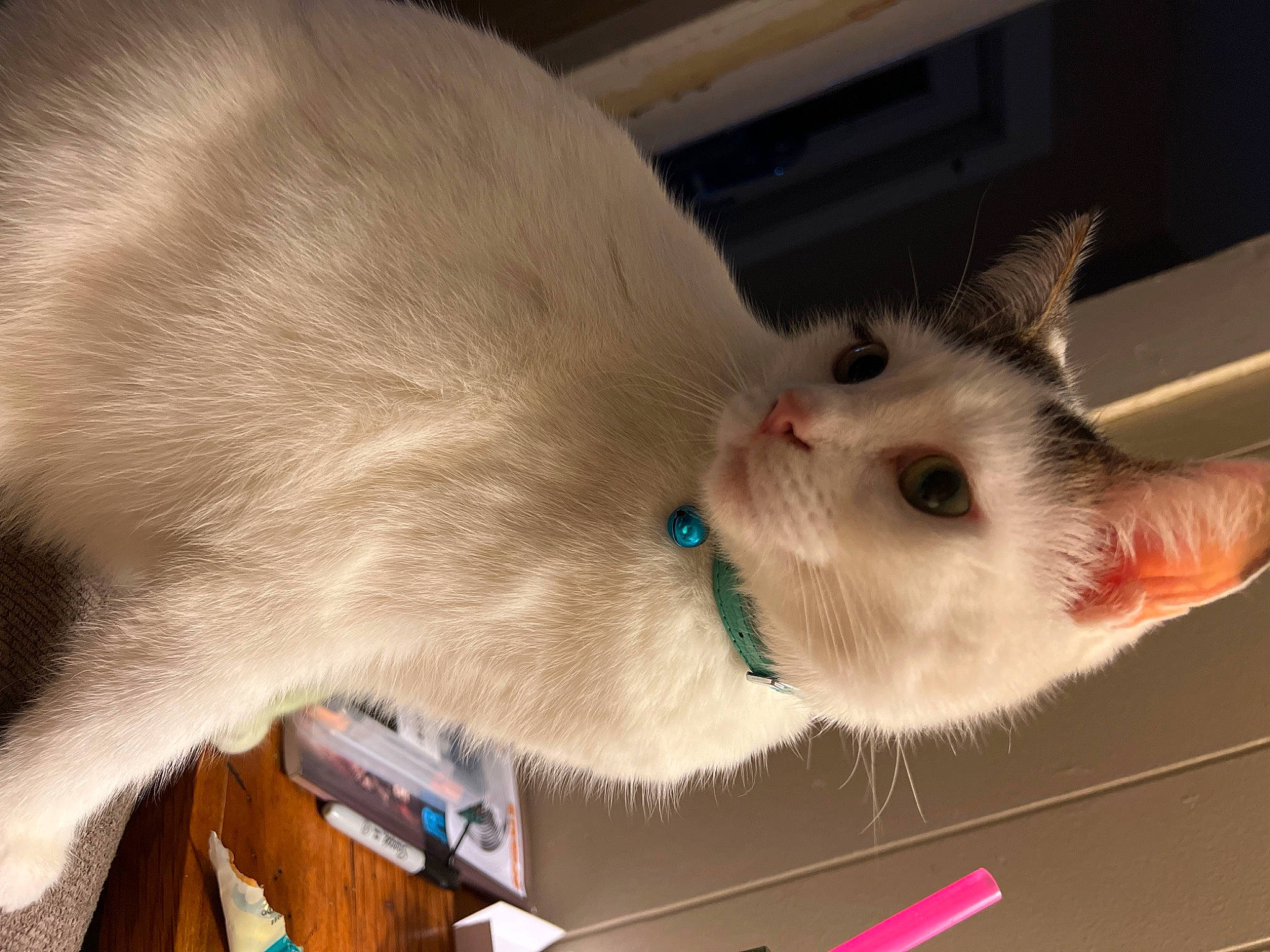 Mrs White is registered to the contest to win money with this photo: balinese, box, cardboard, carnivore, cat, claw, collar, domestic_short_haired_cat, ear, fawn, felidae, fur, paw, pet_supply, small_to_medium_sized_cats, snout, tail, thai, tonkinese, whiskers