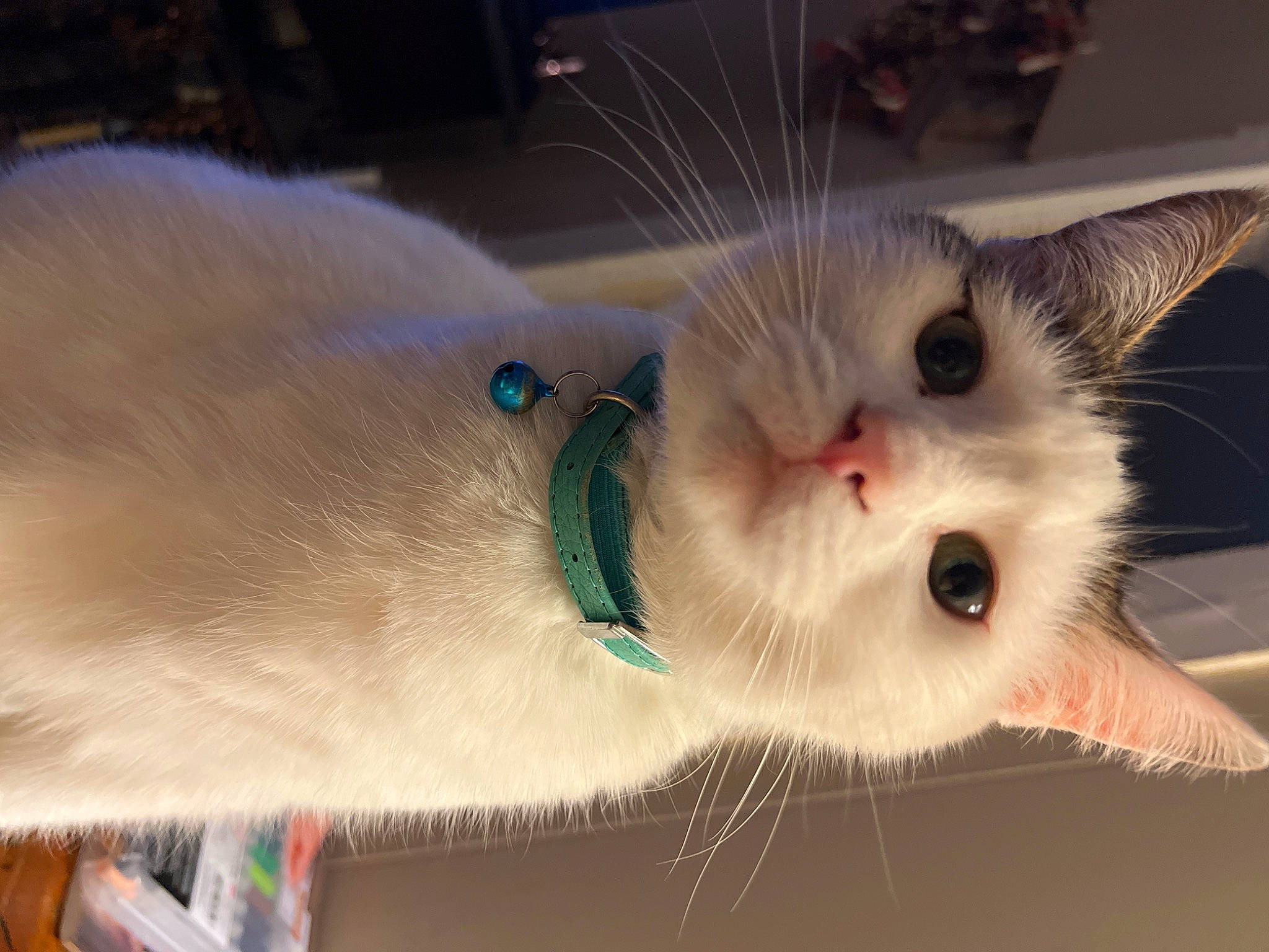 Mrs White joined the competition — help win amazing prizes! carnivore, cat, claw, collar, domestic_short_haired_cat, fawn, felidae, fur, paw, small_to_medium_sized_cats, snout, tail, whiskers