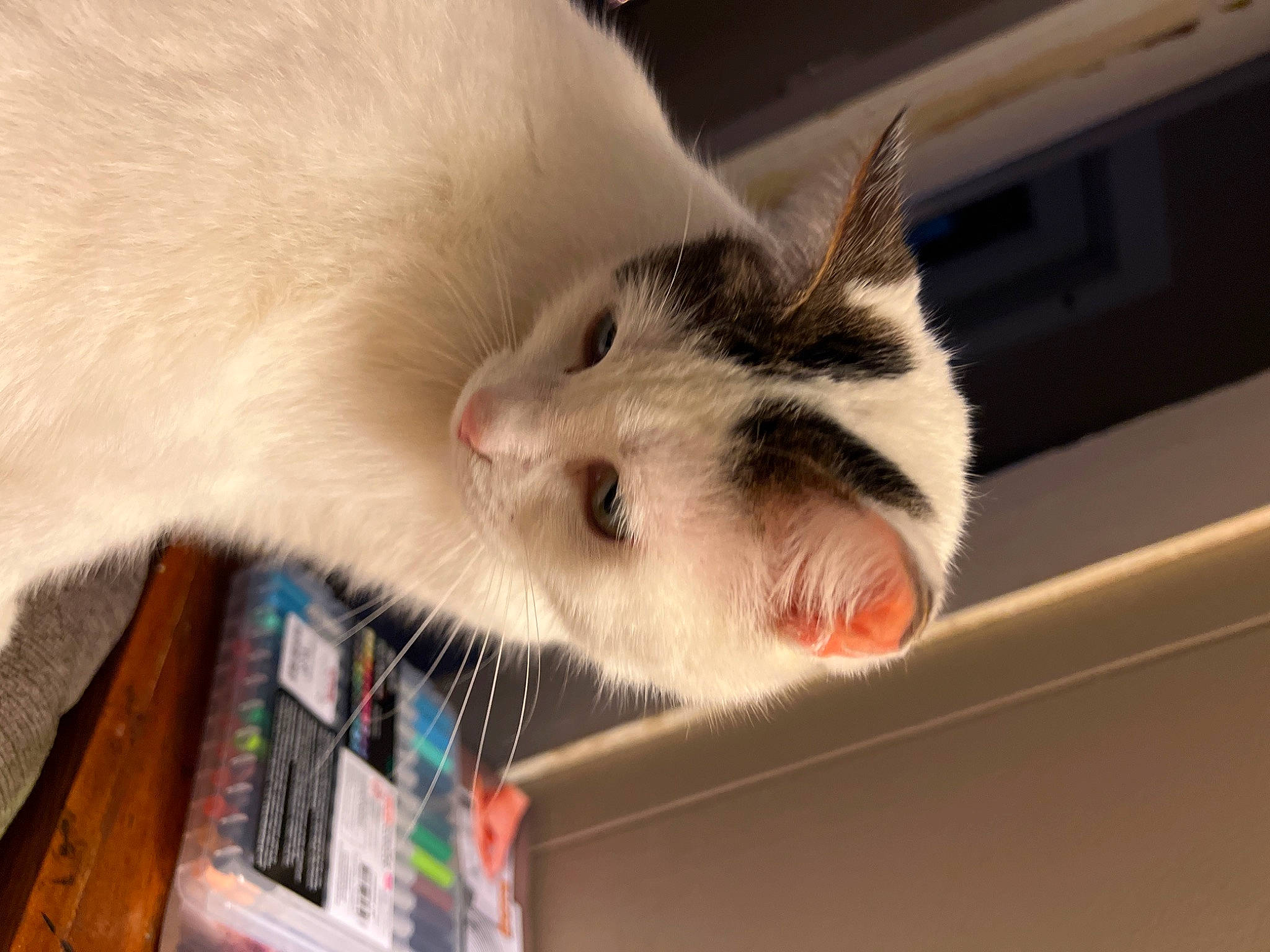 Mrs White joined the competition — help win amazing prizes! balinese, box, carnivore, cat, ceiling, claw, domestic_short_haired_cat, felidae, fur, paw, small_to_medium_sized_cats, snout, tail, thai, whiskers