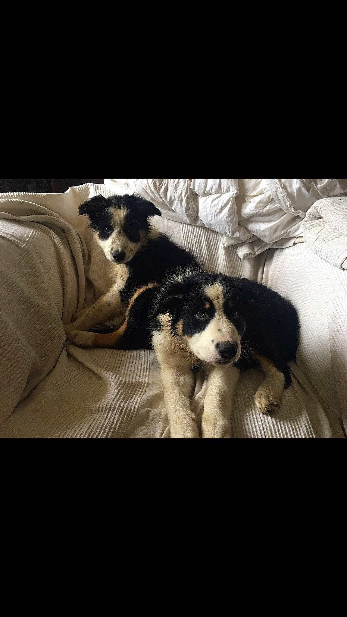 Joya Et Paige a rejoint le concours — aidez-le/la à gagner de superbes lots ! border_collie, canidae, carnivore, companion_dog, dog, dog_breed, english_springer_spaniel, mammal, nose, puppy, puppy_love, spaniel, sporting_group, vertebrate