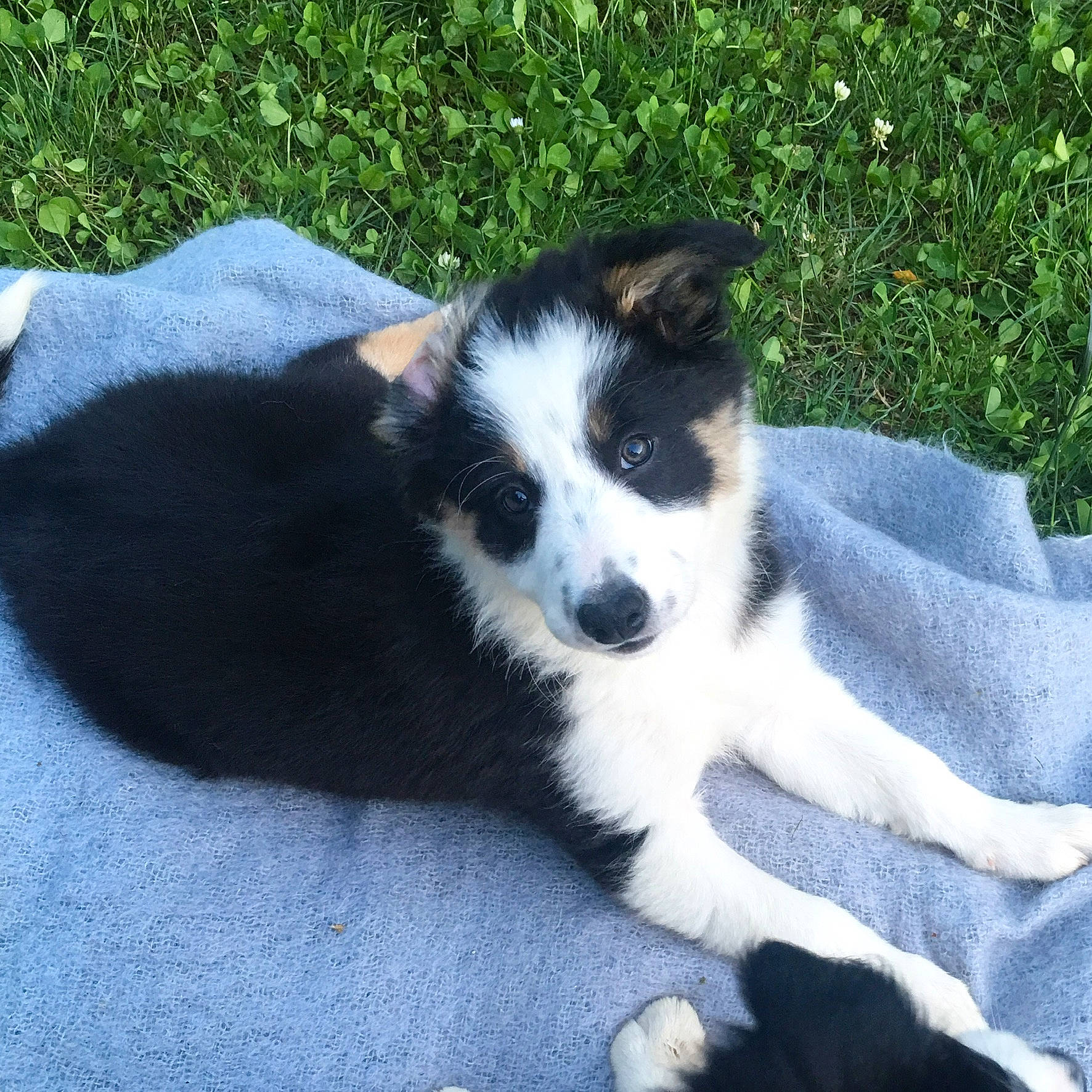 Joya a rejoint le concours — aidez-le/la à gagner de superbes lots ! australian_collie, australian_shepherd, border_collie, canidae, carnivore, companion_dog, dog, dog_breed, herding_dog, karelian_bear_dog, mammal, puppy, siberian_husky, sporting_group, vertebrate, welsh_sheepdog, working_dog