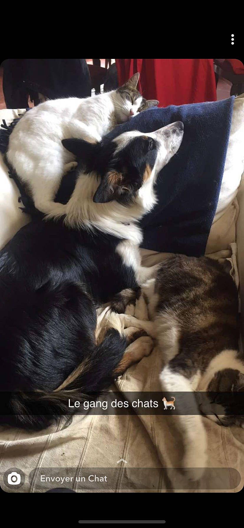 Joya a rejoint le concours — aidez-le/la à gagner de superbes lots ! australian_shepherd, border_collie, canidae, carnivore, companion_dog, dog, dog_breed, ear, miniature_australian_shepherd, photo_caption, puppy, sporting_group