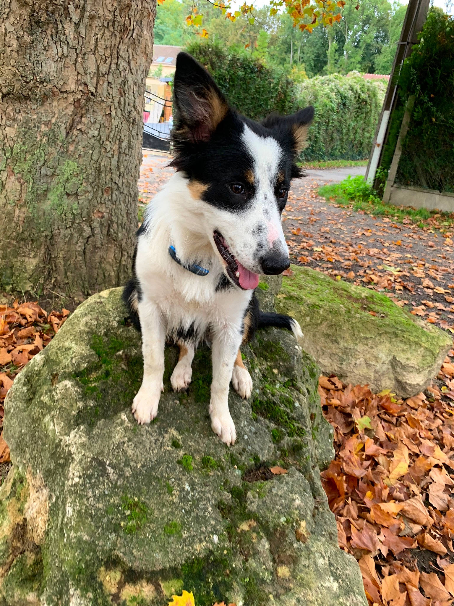 Joya participe au concours pour gagner de l'argent avec cette photo : adventure, australian_collie, border_collie, canidae, carnivore, companion_dog, dog, dog_breed, herding_dog, mammal, mcnab, rare_breed_dog, sporting_group, texas_heeler, working_dog