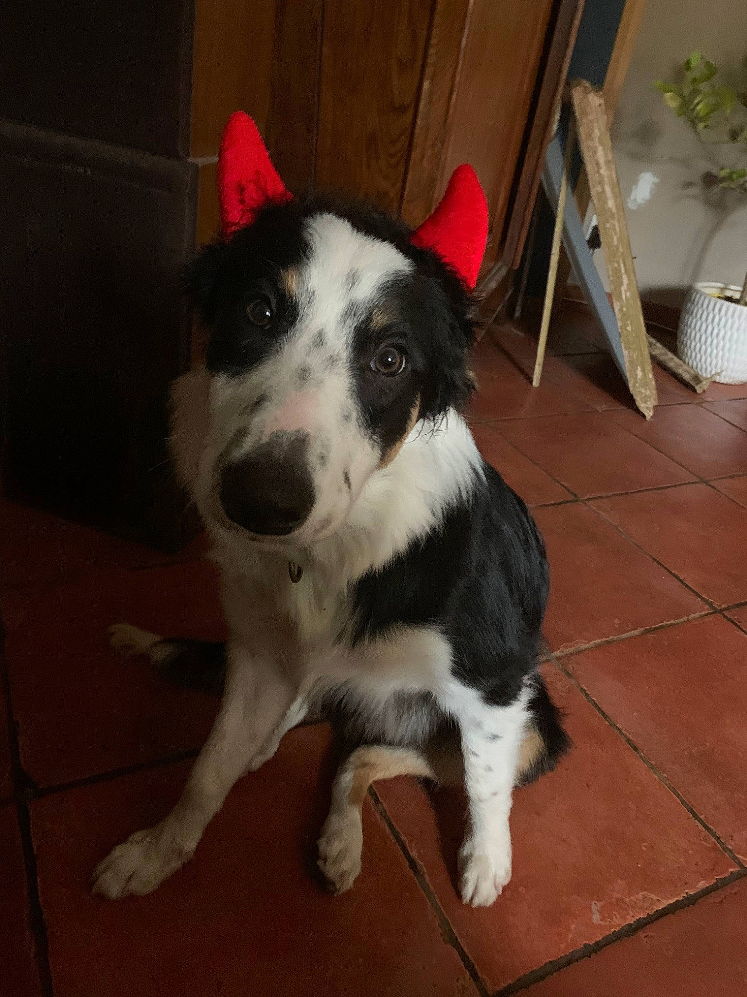 Joya participe au concours pour gagner de l'argent avec cette photo : border_collie, canidae, carnivore, companion_dog, dog, dog_breed, herding_dog, karelian_bear_dog, mammal, mcnab, rare_breed_dog, sporting_group, stabyhoun, texas_heeler, vertebrate, welsh_sheepdog