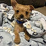 animal, blanket, carpet, collar, comfort, cozy, curious, cute, dog, ears, fur, indoor, paws, pet, playful, puppy, small, snout, tag, young