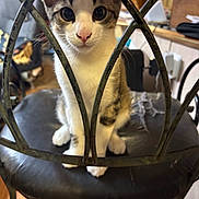 Joey is registered to the contest to win money with this photo: animal, background, cat, chair, close_up, curious, domestic_animal, eyes, feline, fur, household, indoor, kitten, metal_bars, nose, pet, sitting, whiskers, wooden_floor, young