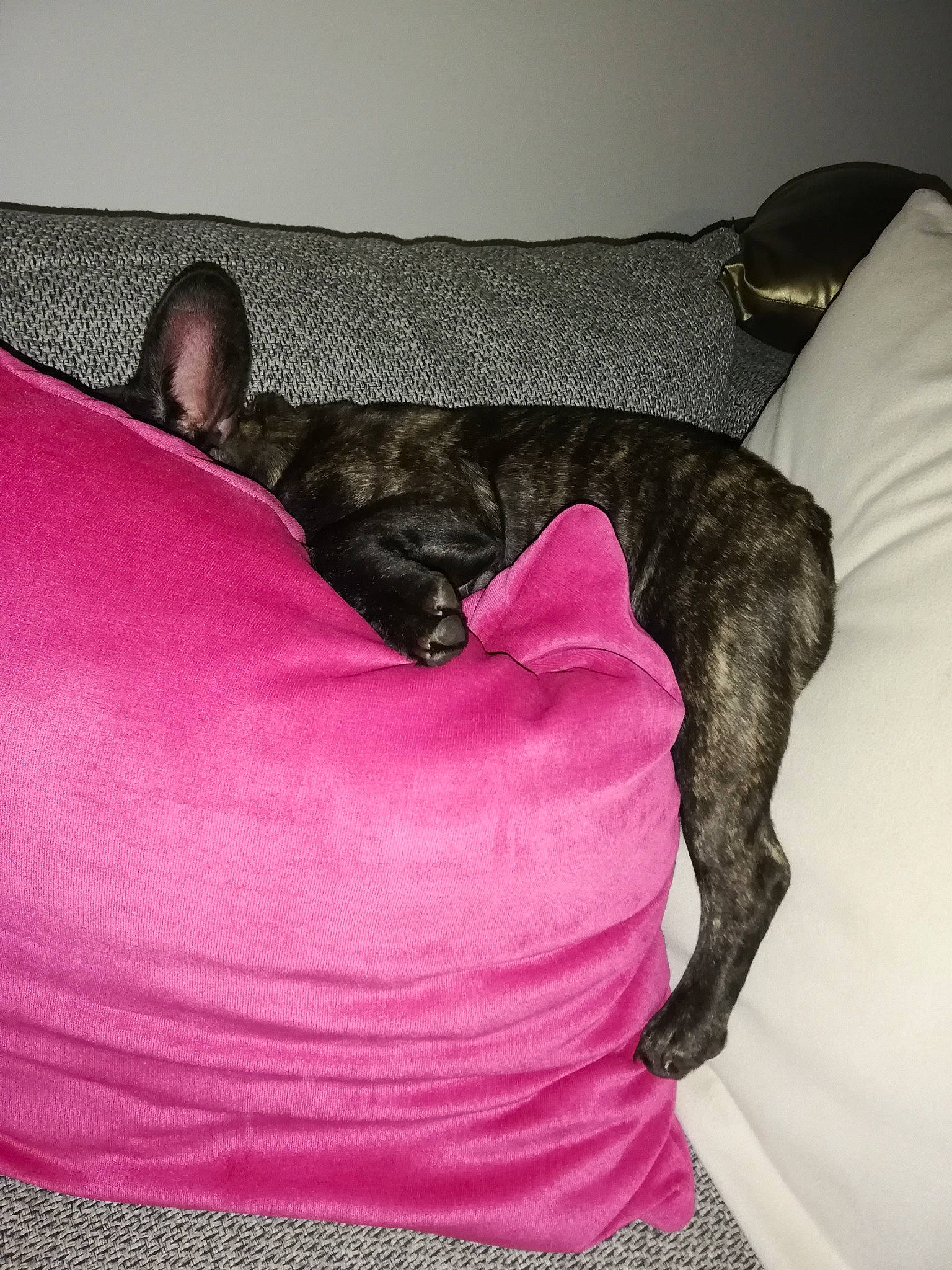 Simba participe au concours pour gagner de l'argent avec cette photo : bed, carnivore, comfort, companion_dog, couch, dog, dog_breed, dog_supply, fawn, felidae, grey, linens, liver, magenta, pet_supply, pink, purple, snout, studio_couch, tail