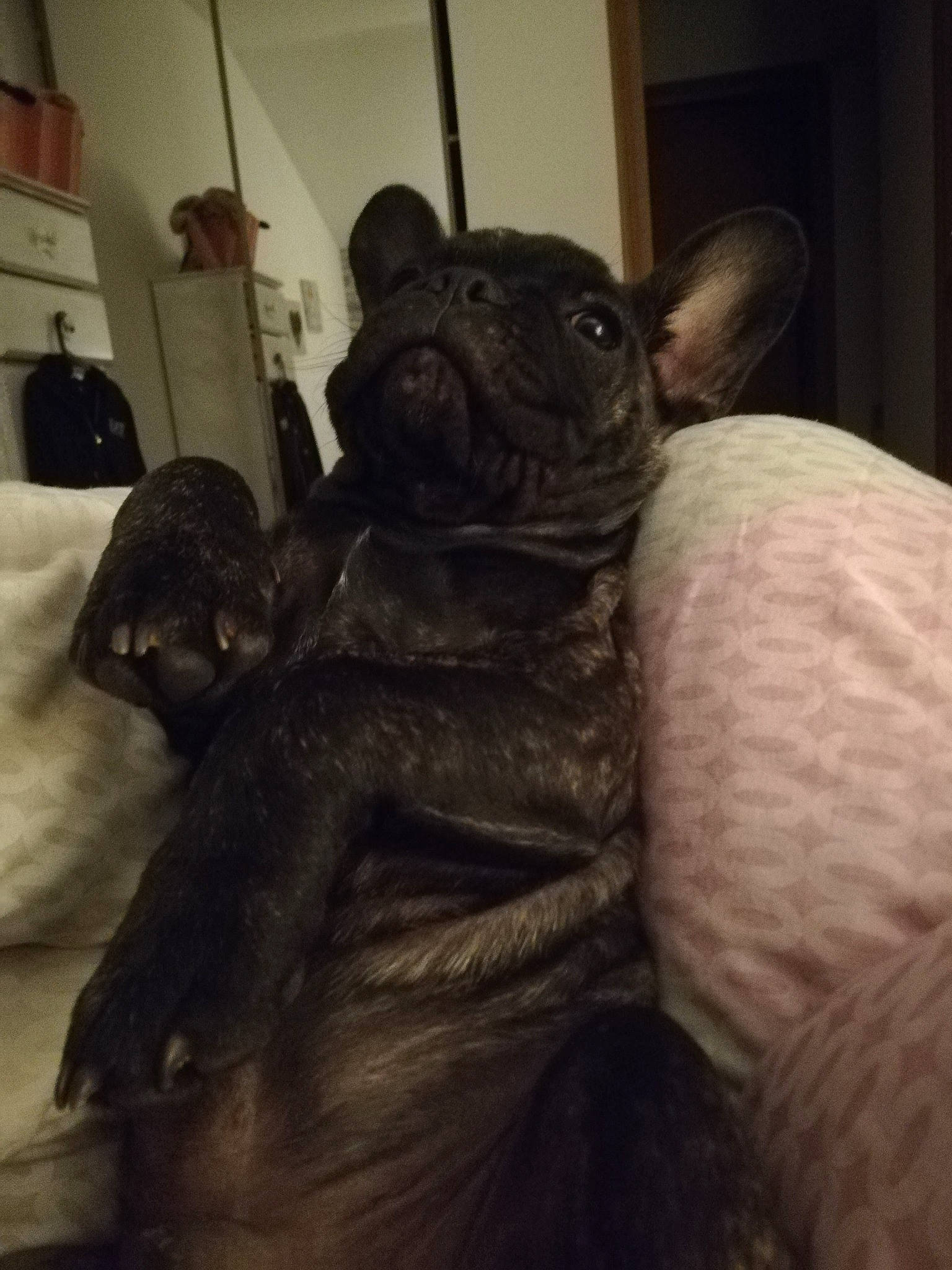 Simba participe au concours pour gagner de l'argent avec cette photo : canidae, carnivore, comfort, companion_dog, dog, dog_breed, ear, fawn, felidae, fur, gesture, grey, small_to_medium_sized_cats, snout, sporting_group, tail, toy_dog, whiskers, working_animal, wrinkle