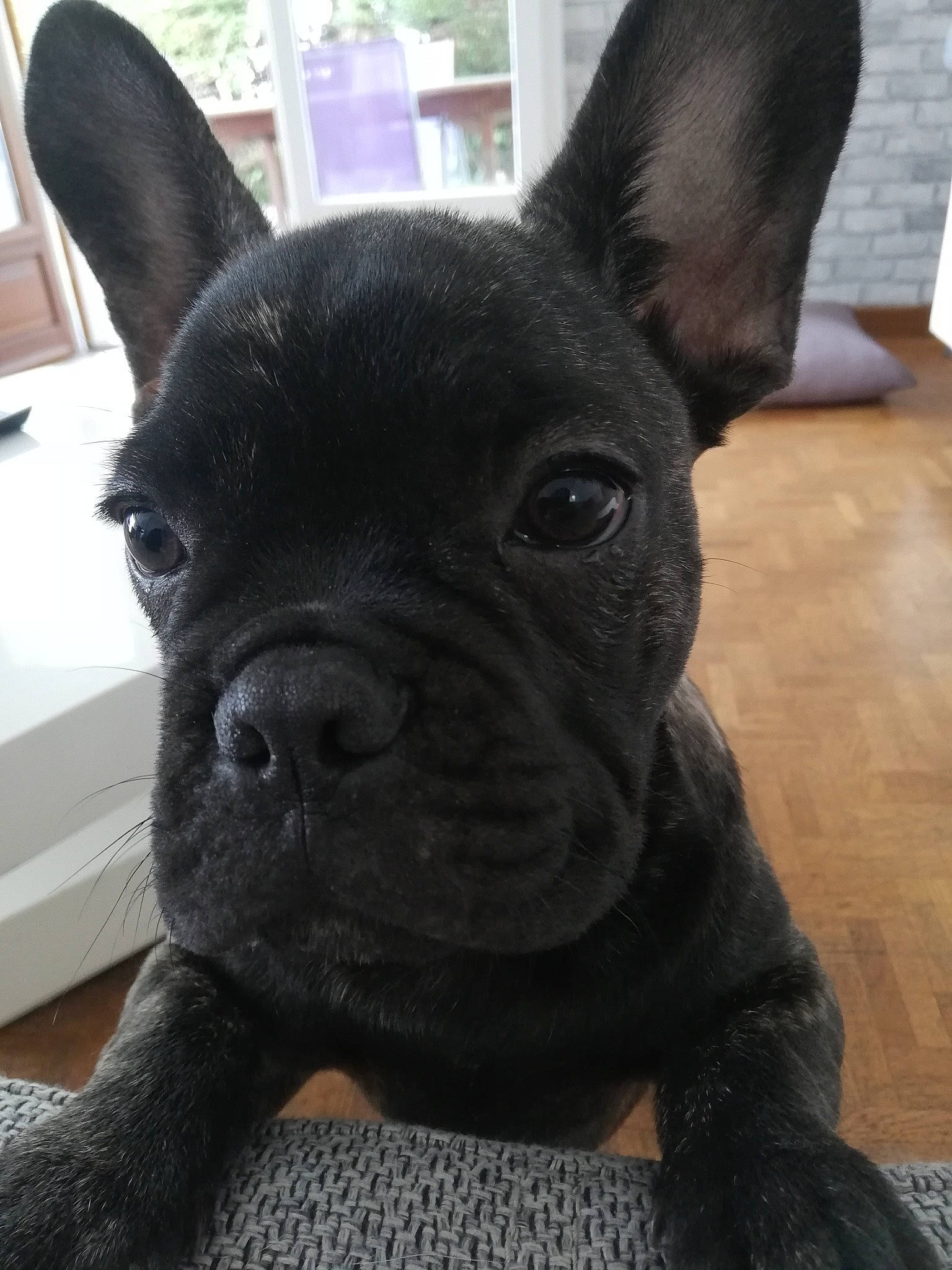Simba participe au concours pour gagner de l'argent avec cette photo : bulldog, canidae, carnivore, collar, companion_dog, dog, dog_breed, dog_collar, ear, eye, fawn, french_bulldog, fur, snout, sporting_group, terrestrial_animal, toy_dog, whiskers, working_animal, wrinkle