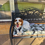 Charlie joined the competition — help win amazing prizes! dog, bench, outdoor, cushion, fluffy, curly_fur, tongue_out, sunny, patio, glass_window, reflection, shadow, happy, pet, leash, decorative, resting, fur, animal, smiling