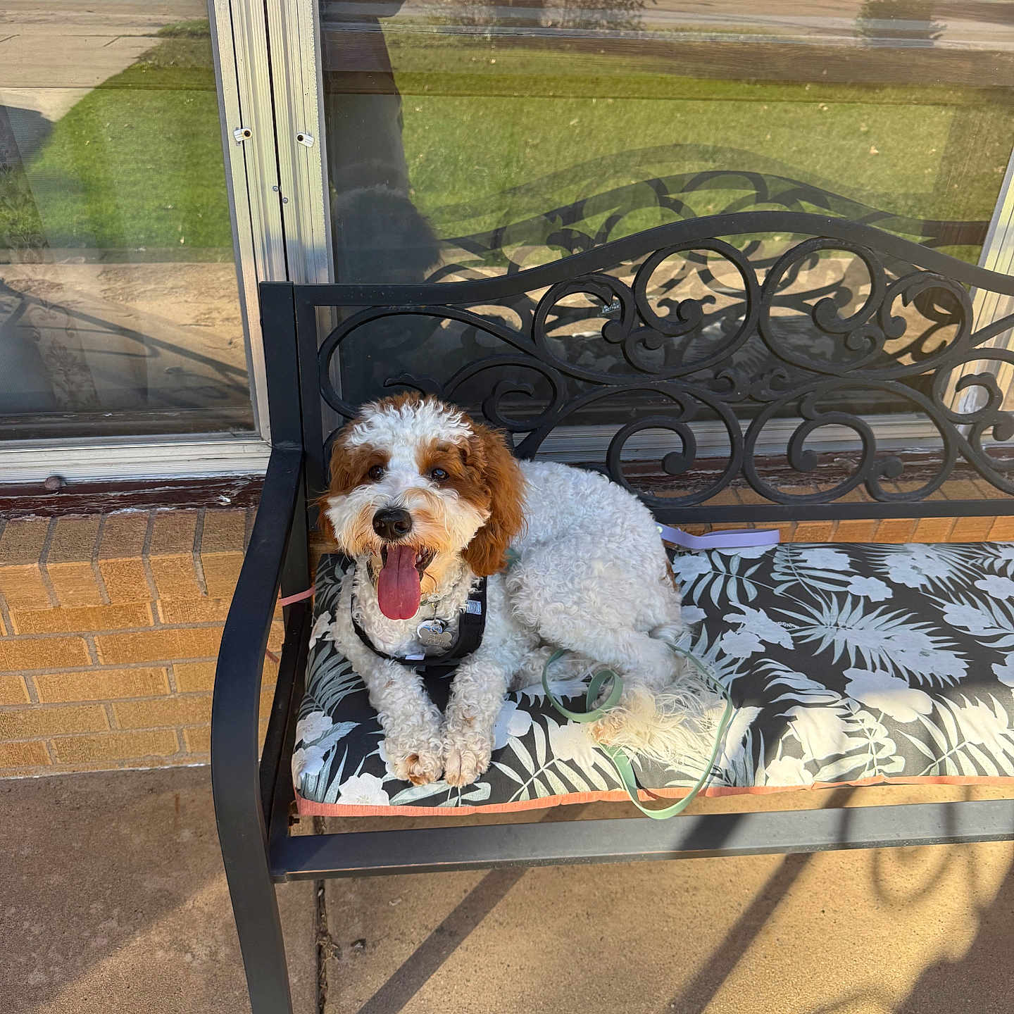 Charlie joined the competition — help win amazing prizes! animal, bench, curly_fur, cushion, decorative, dog, fluffy, fur, glass_window, happy, leash, outdoor, patio, pet, reflection, resting, shadow, smiling, sunny, tongue_out
