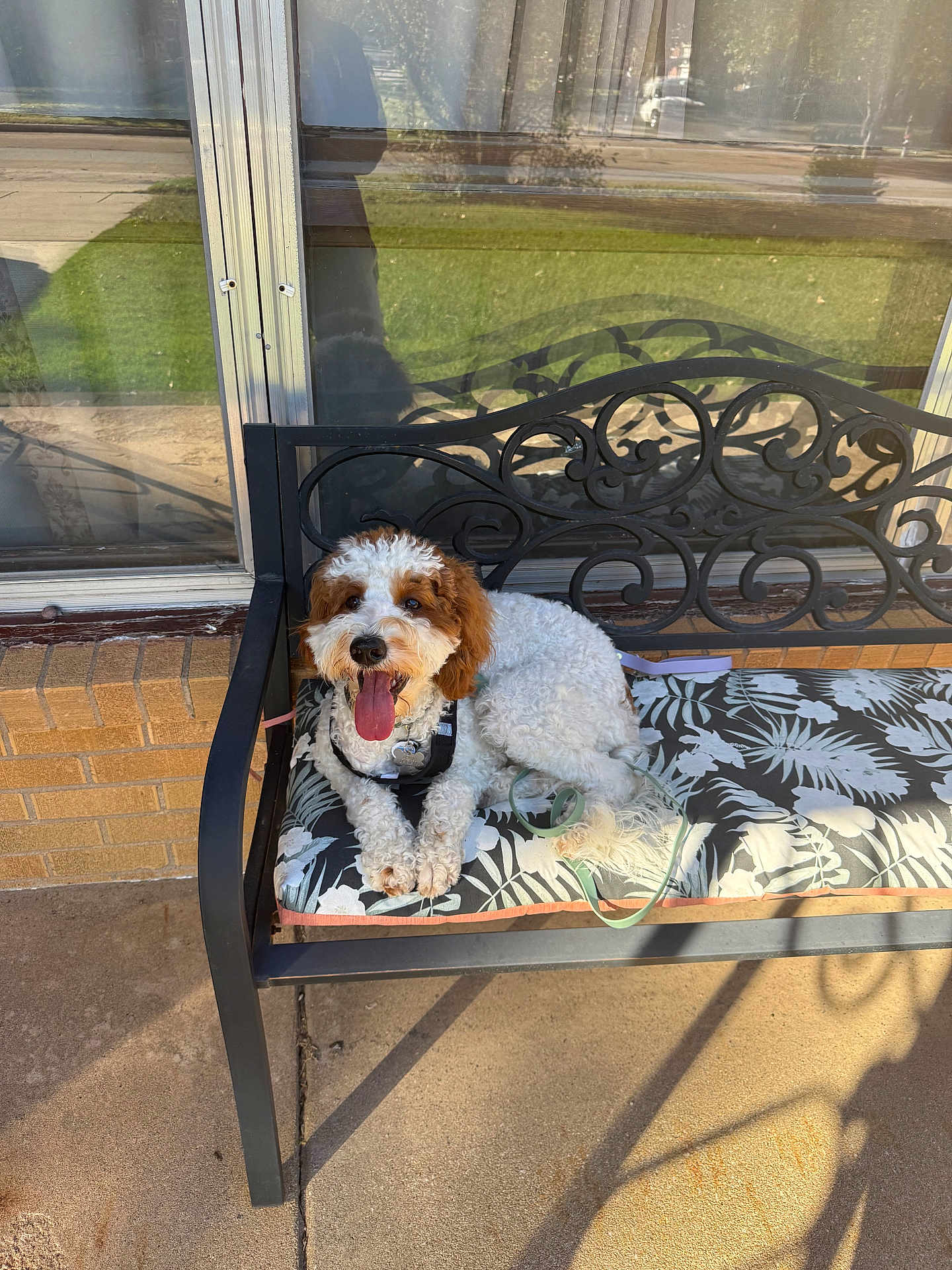 Charlie joined the competition — help win amazing prizes! dog, bench, outdoor, cushion, fluffy, curly_fur, tongue_out, sunny, patio, glass_window, reflection, shadow, happy, pet, leash, decorative, resting, fur, animal, smiling
