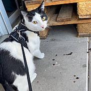 Shadow participe au concours pour gagner de l'argent avec cette photo : cat, black_and_white, leash, harness, concrete_floor, wooden_pallets, pet, animal, outdoor, curious, yellow_eyes, fur, whiskers, tail, door, sidewalk, closeup, domestic_cat, walking, looking_back