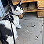 cat, black_and_white, leash, harness, concrete_floor, wooden_pallets, pet, animal, outdoor, curious, yellow_eyes, fur, whiskers, tail, door, sidewalk, closeup, domestic_cat, walking, looking_back