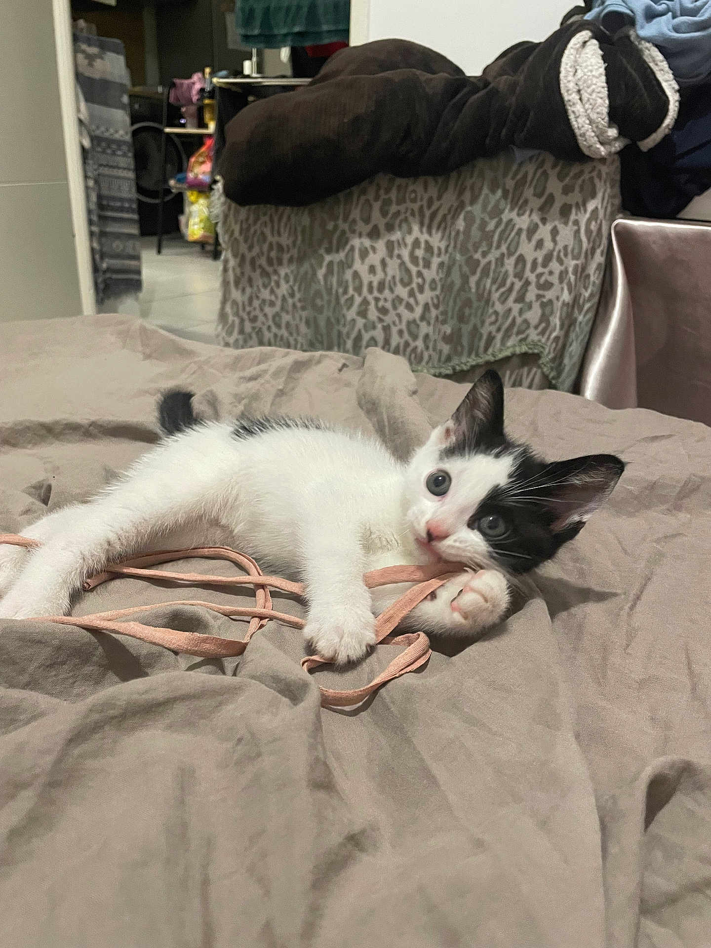 Shadow a rejoint le concours — aidez-le/la à gagner de superbes lots ! kitten, cat, black_and_white, playing, string, blanket, bed, indoor, curious, young, pet, feline, paw, fur, resting, cute, animal, domestic, cozy, closeup