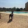 Vicky participe au concours pour gagner de l'argent avec cette photo : animal, backyard, black_dog, collar, decking, dog, fence, garden, houses, outdoor, poolside, residential, shadow, sky, standing, summer, sunlight, sunny, swimming_pool, water