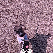 Vicky a rejoint le concours — aidez-le/la à gagner de superbes lots ! animal, cartoon_stickers, cute, dog, ghost_stickers, harness, heart_sticker, leash, outdoor, pavement, pet, pink_tint, puppy, shadow, sidewalk, small_dog, street, sunlight, text_overlay, walking