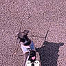 animal, cartoon_stickers, cute, dog, ghost_stickers, harness, heart_sticker, leash, outdoor, pavement, pet, pink_tint, puppy, shadow, sidewalk, small_dog, street, sunlight, text_overlay, walking