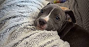 Vicky participe au concours pour gagner de l'argent avec cette photo : animal, blanket, brown_fur, couch, cozy, cuddling, cute, dog, eyes, face, floppy_ears, home, indoors, lounging, nose, pet, pit_bull, portrait, puppy, text_overlay