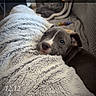 animal, blanket, brown_fur, couch, cozy, cuddling, cute, dog, eyes, face, floppy_ears, home, indoors, lounging, nose, pet, pit_bull, portrait, puppy, text_overlay