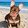 french_bulldog, puppy, dog, beach, sand, ocean, water, sky, blue_sky, sunny, outdoor, pet, animal, cute, ears, portrait, sitting, waves, daytime, nature