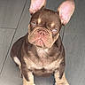 Ozzy is registered to the contest to win money with this photo: french_bulldog, puppy, dog, pet, canine, ears, wrinkles, floor, wooden_floor, brown_fur, tan_fur, sitting, looking, cute, adorable, young, animal, indoor, portrait, close_up