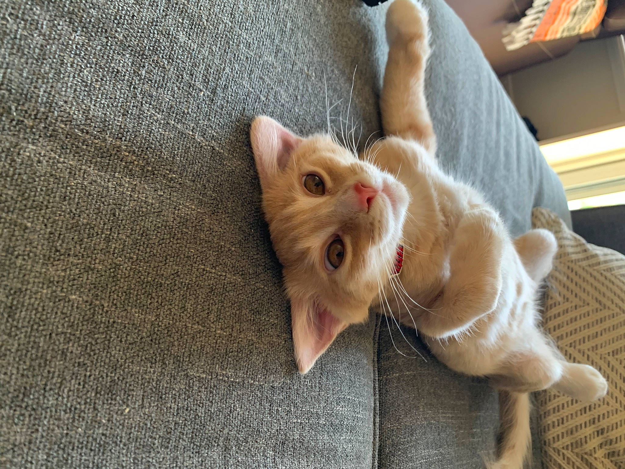 Frito Burrito is registered to the contest to win money with this photo: carnivore, cat, claw, domestic_short_haired_cat, ear, fawn, felidae, foot, fur, hardwood, human_leg, linens, nail, paw, small_to_medium_sized_cats, snout, tail, textile, whiskers, wood