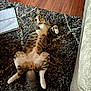 Hobbs joined the competition — help win amazing prizes! animal, architecture, building, cat, couch, cushion, furniture, hardwood, homedecor, indoors, interiordesign, kitten, livingroom, manx, person, pet, plywood, room, sleeping, wood